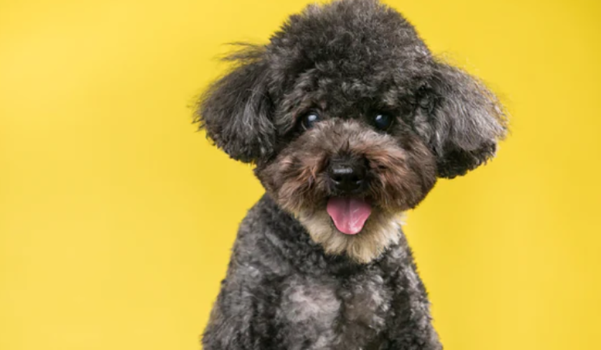 Huisdiergezondheidszorg Winkel -Huisdiergezondheidszorg Winkel 96d31e7a94ebe100baeba32fcaec6473